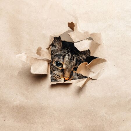 kitten looks down through yellow tear paper.の写真素材