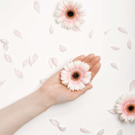 Beautiful hands of a woman holding a bud of a white chrysanthemum flower lying on a white background. the concept of skin care, moisturizing and reducing wrinklesの写真素材