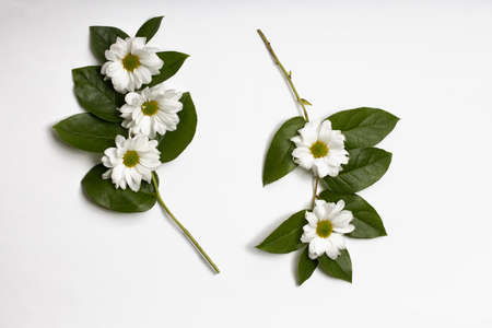 flower concept. beautiful frame of flowers and chrysanthemum leaves on a white background. Flatley,...