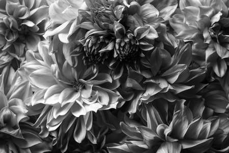 Details of macro photography of chrysanthemum flowers. The black-and-white photo highlights the texture, high contrast, and intricate floral patterns.の写真素材