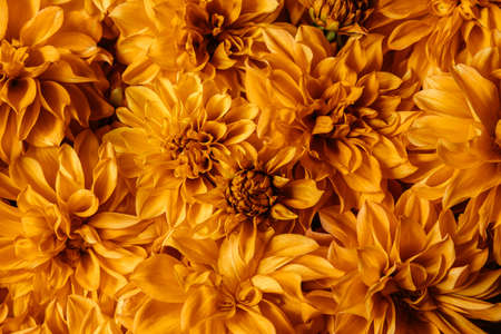 Close-up of yellow chrysanthemum flowers. Macro photography of a blooming pattern. Blooming, natural wallpaper. The concept of gardening.の写真素材