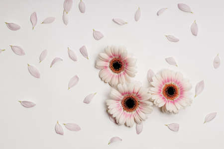 Flat lay delicate snow-white chrysanthemums on a white background. Concept of the celebration, card.の写真素材