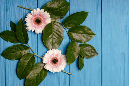 Beautiful floral arrangement. minimalistic concept. White flowers on a blue wooden table. The concept of a holiday, womens dayの写真素材