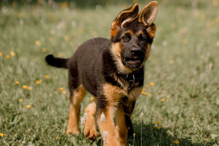 German Shepherd Dog Walking On Green Grass Close-Upの写真素材