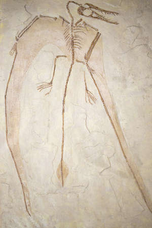 Kirov. Russia - 05.08.2021 pterosaur fossil in the Kirov Paleontological Museum. Pterosaurs were winged reptiles that lived alongside dinosaurs, the first vertebrates to develop the ability to fly.のeditorial素材
