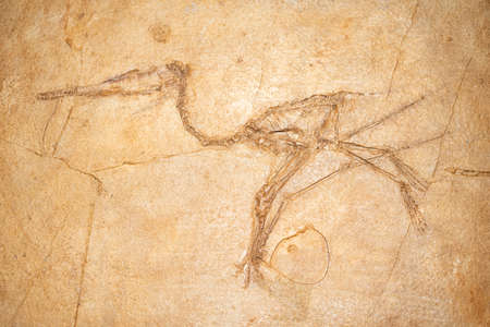 Kirov. Russia - 05.08.2021 pterosaur fossil in the Kirov Paleontological Museum. Pterosaurs were winged reptiles that lived alongside dinosaurs, the first vertebrates to develop the ability to fly.のeditorial素材