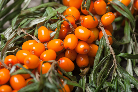 Fresh seabuckthorn on the vintage wooden tableの写真素材