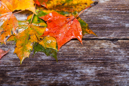 Colorful maple foliage on the vintage wooden table