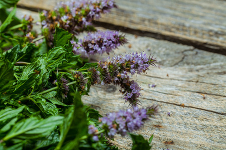 Fresh spearmint on the vintage wooden tableの写真素材