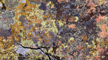 the stone is covered with moss and lichen in the protected forest on the mountain Ayu-Dag