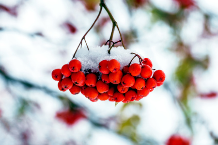 red bunches of Rowan in autumn with berries in the first snowの写真素材