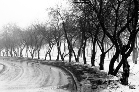 deep spring fog among the treesの写真素材