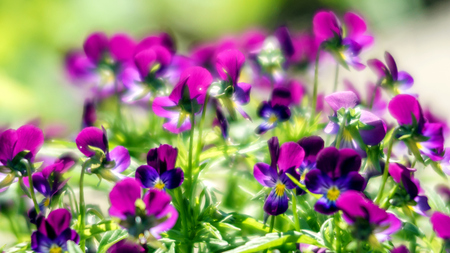 flowers pansies in the sunlight and MUAR