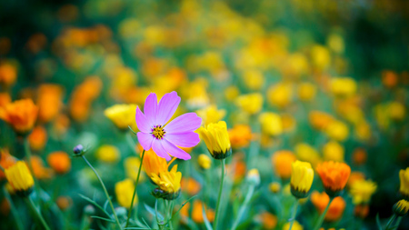 flowers in the sunlight and MUARの写真素材