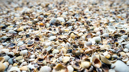 Lots of shell covers the sea 2