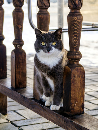 Brown cat sits on a wooden fence background looks into the camera 2の写真素材