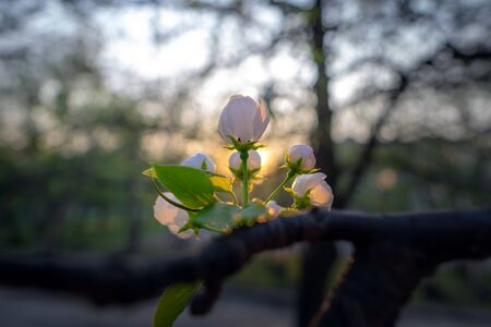 Apple Blossoms on a tree en background forest 9の写真素材