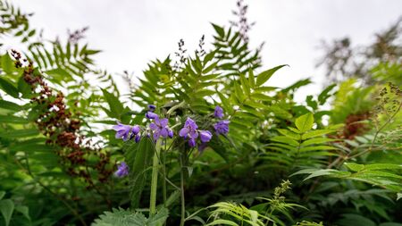 purple jacaranda magdalene flower against the greenの写真素材