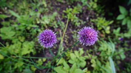 onion decorative with globulin mauve flowers against the green