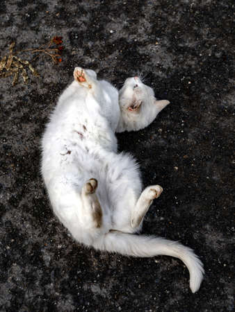 white cat plays on the asphalt 2
