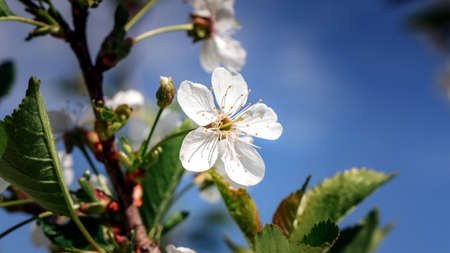 Apple Blossoms on a tree en background forest 10