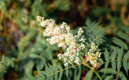 Ash flowers bloom on a treeの写真素材
