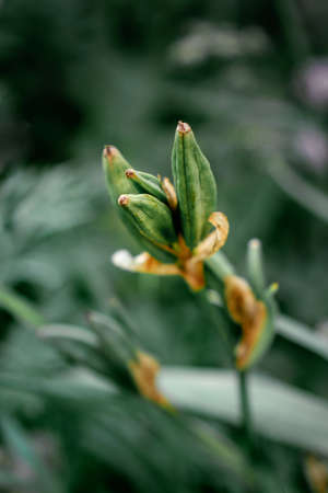 undissolved buds of flowers greenの写真素材
