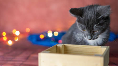 wooden box with garland on bold background and kittenの写真素材