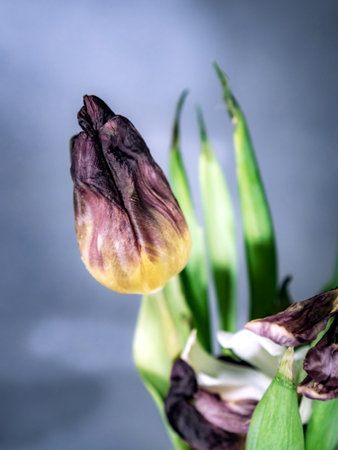 still life of a shredded tulipの写真素材