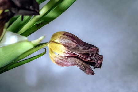 still life of a shredded tulipの写真素材