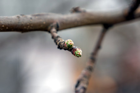 spring swollen buds on a tree branch in springの写真素材