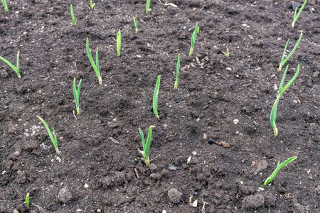a few green shoots come out of the groundの写真素材