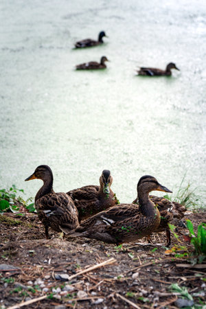 two young ducks sit on a waterの写真素材