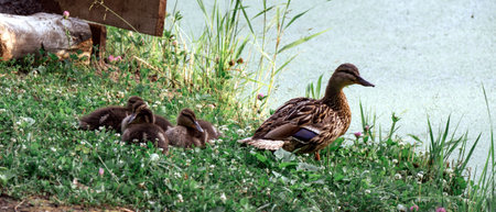 Duck with ducklings swims on dayの写真素材