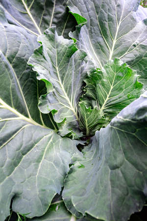 cauliflower head on a bed with leaves
