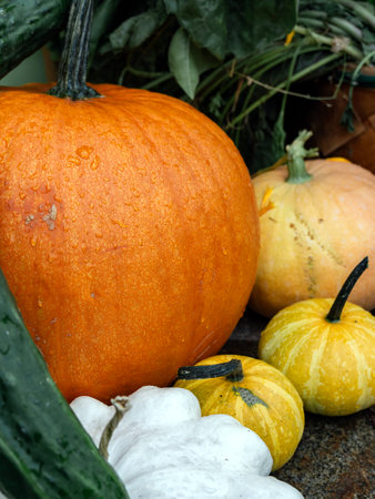set of pumpkins of different sizesの写真素材