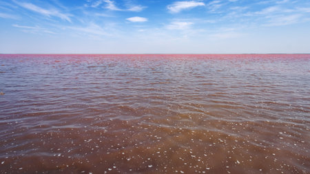wide-angle panorama of the pink lake Sasyk-Sivash in the western Crimeaの写真素材