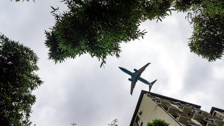 plane landing over bamboo grove