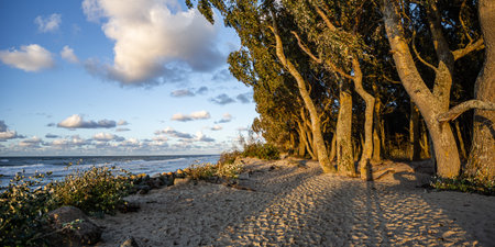 panorama of the Baltic Sea in the suburbs of Zelenogradsk