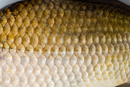 fish scale