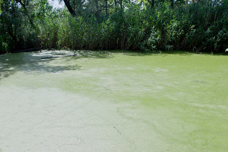 Green swampの写真素材