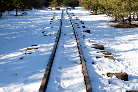 railway in the pine forestの写真素材