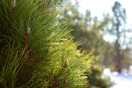 pine tree abstraction
