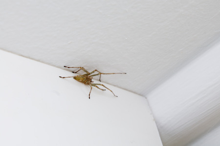 spider on the ceilingの写真素材