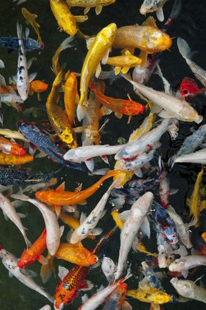 Koi carp, symbols of good luck and prosperity in Japanの写真素材