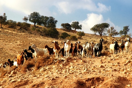Herd of sheep. Mediterranean. Cyprusの写真素材