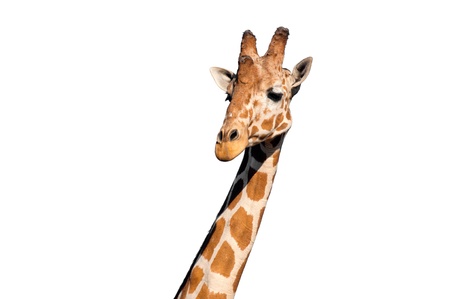 Giraffe head isolated on white backgroundの写真素材