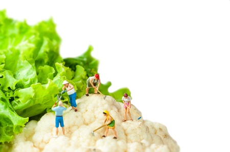 Miniature farmers standing on top of cauliflowerの写真素材