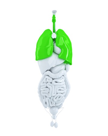 Isolated human organs focused on lungs. 3d illustration. Contains clipping pathの写真素材