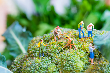 Group of farmers on a giant cauliflower.の写真素材